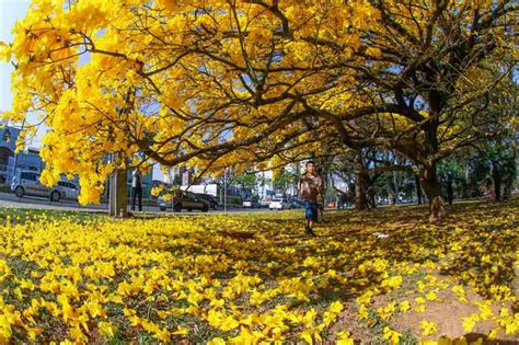 * datas especiais, feriados e recessos podem alterar o horário de funcionamento. Florada de ipê amarelo da Rodoviária é atração turística ...