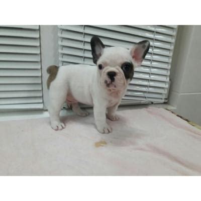 11 weeks champion bloodline& sired: Beautiful Miniature French Bulldog Puppies 4 sale