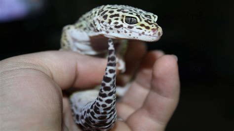 Users are encouraged to use the table of contents to. Best Reptile Pet for Kids and Small Children | Reptile ...