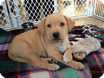 Waiting list closed pending arrival of puppies ftch sired litter of fully health tested working labrador puppies, due mid january and ready mid march. Columbus, OH - Labrador Retriever Mix. Meet Gigi a Puppy ...