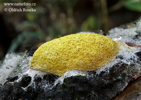 Toto označení dostal jeden z apoštolů, který šířil víru v božství ježíše („nevěřící tomáš). slizovka tříslová | Naturfoto.cz