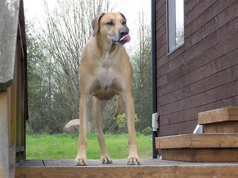 How long will a dog with bone cancer live if? Another Three Legged Dog Outlives a Bone Cancer Diagnosis