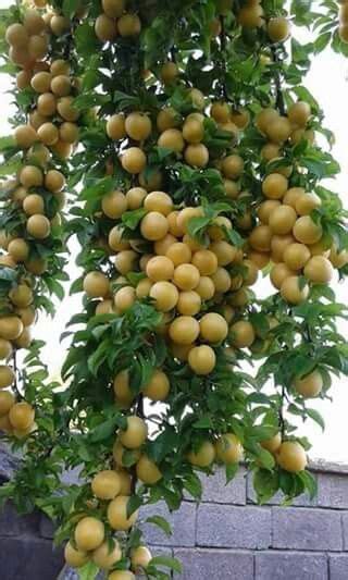 Check spelling or type a new query. The versatile neem tree | Edible garden, Tropical fruits