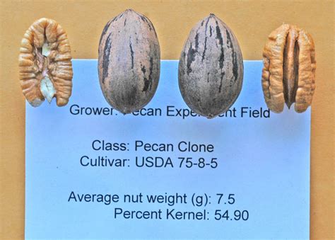 Northern pecans are smaller than southern pecans, but locals swear that they're sweeter and tastier. Northern Pecans: USDA cultivars under test