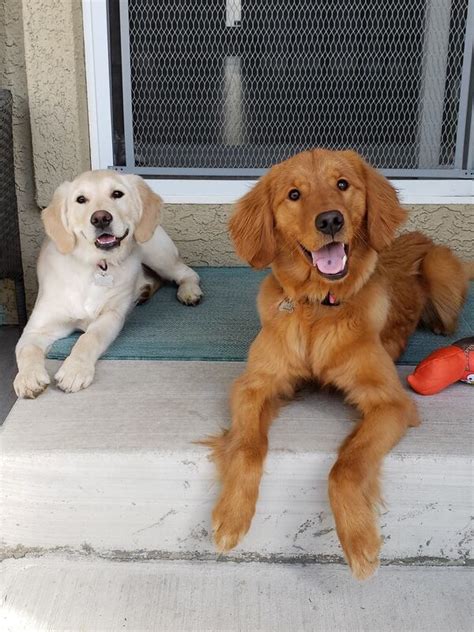 Situated in northern california, we are approximately 90 minutes east of san francisco and 30 minutes south of sacramento. KOPP'S GOLDEN RANCH RETRIEVERS - Kopp's Golden Ranch ...