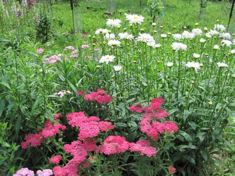 Check spelling or type a new query. Growing Flowers for a Cutting Garden | Old Farmer's Almanac
