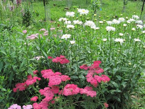 Best flowers for cutting garden uk. Growing Flowers for a Cutting Garden | Old Farmer's Almanac