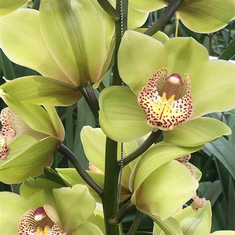 A hybrid orchid,part of gallery of color pictures of studio images by professional. Light Green Cymbidium Orchids, mini | Florabundance ...