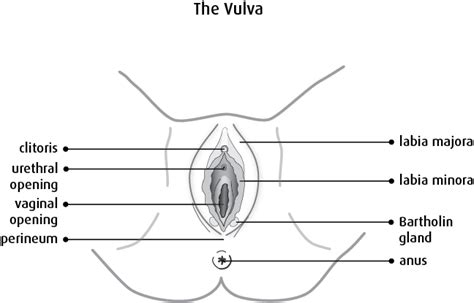 What are the uml 2.0 rules regarding private/protected functions on sequence diagrams? What is vulvar cancer? - Canadian Cancer Society