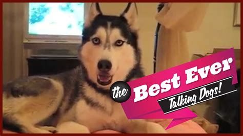 I will listen to the music and talking around me and repeat it for the amusement of your friends, family and colleagues. TOP 10 BEST TALKING DOGS EVER - YouTube