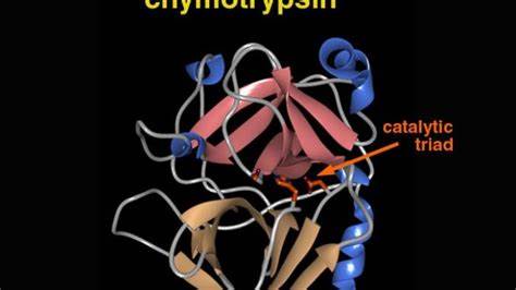 Лечение поджелудочной железы и диеты Химотрипсин фермент поджелудочной железы: функции Химотрипсин фермент поджелудочной железы: функции Лечение поджелудочной железы и диеты