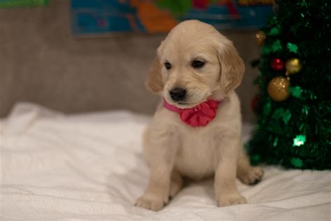 Occasionally older pups or retiring adults. Golden Retriever Puppies For Sale | Central LA, CA #319934