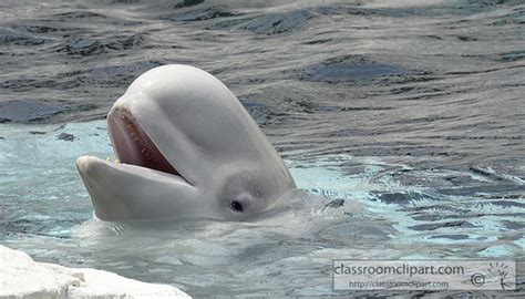 Download 12 beluga whale free vectors. Whales Clipart Photo Image - beluga-whale-0437A ...