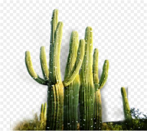 What are the effects of mescaline? San Pedro Kaktus Cactaceae Wüste - Kreative grüne Kaktus ...