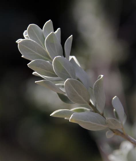 Same day delivery to local cities. Flowers & Wildlife - Thousand Oaks Botanical Gardens, Febr ...