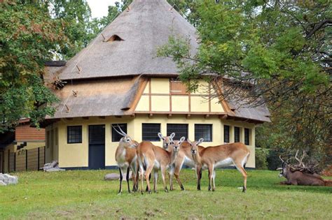 Elefanten im zoo rostock der zoologische garten rostock ist der zoo der hansestadt rostock, er wurde … Familienerlebnis: Zoo Rostock