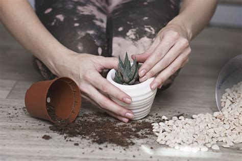 Do you plant succulents and cacti on the regular like me? DIY Potting Soil For Succulents - Making Your Own ...