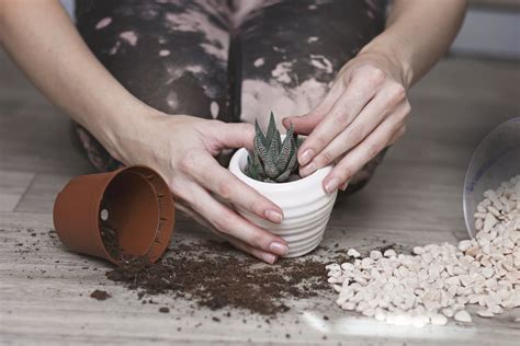 Cacti need drainage in order to grow well and this mix contains sand to help the soil drain faster. DIY Potting Soil For Succulents - Making Your Own ...