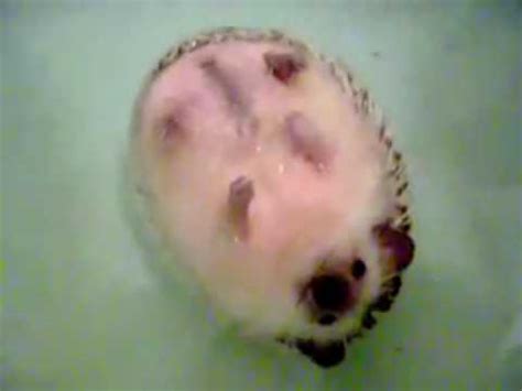 Baby african pygmy hedgehogs taking their first bath. Aquatic Ruin - Hedgehog in the bath - YouTube