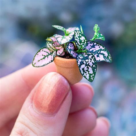 It is one of the very popular indoor plants worldwide. Becca | Botanical Bright on Instagram: "A tiny Pink Polka ...