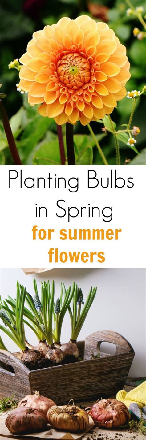 Using a trowel and following package directions, dig the hole and place the bulb. Planting Bulbs in Spring for Summer Flowers | Planting ...