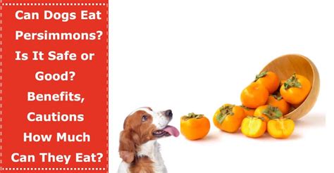 There are a few concerns though. Can Dogs Eat Persimmons? Is It Safe or Good? Benefits ...