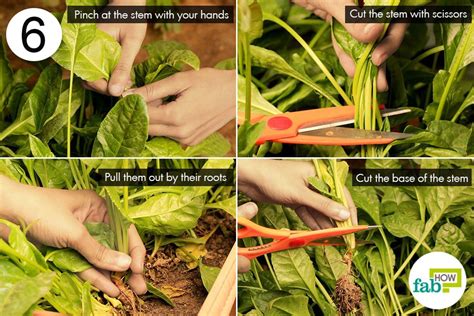 Make succession sowings every 10 days for a continuous harvest of young spinach growing problems are often related to growing spinach in the wrong season. How to Grow Organic Spinach in a Pot | Fab How