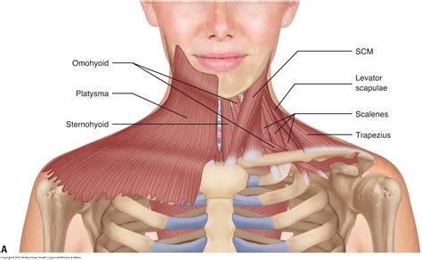 Striated shoulder/neck muscles in humans. Muscles of the neck / musculature of the cervical spine