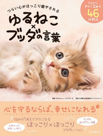 Download 可愛い猫 Images For Free
