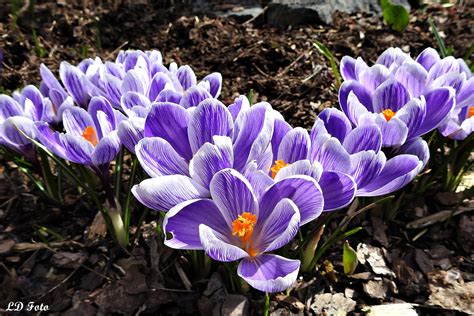 Krokus lila weiß 0 Foto & Bild | pflanzen, pilze & flechten, blüten ...