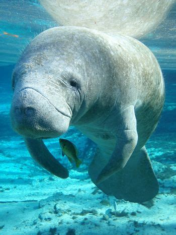 Discussion in 'winterizing' started by villain style, oct 22, 2015. Florida Manatee - Our Endangered World | Manatee florida ...