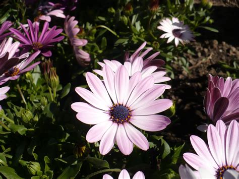 Scarica subito la foto margherite nel prato campo di fiori margherita. immagini fiori margherite