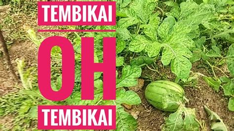 Substrat benih harus mengandungi pasir dan humus. Tutorial Cara menanam Tembikai l DIY l Aziman Abdullah ...