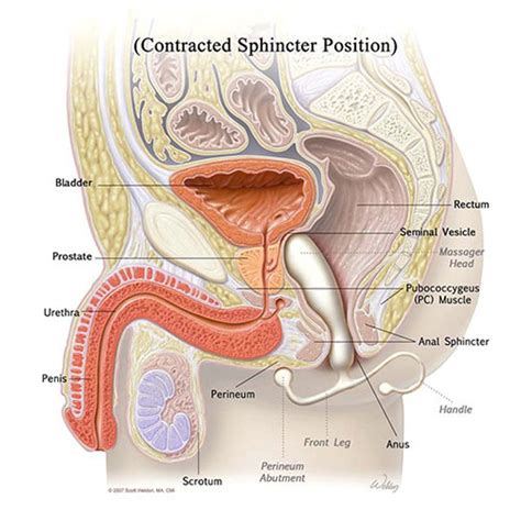 No annoying ads and a better search engine than pornhub! Prostate massage. | XNXX Adult Forum