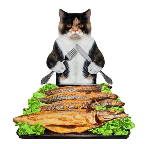 Cat eats baked mackerel stock photo. Image of feed ...