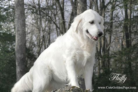 Professional trainer for over 15 years so all the help and. White,Golden Retriever Pups|MA,English,Cream,Breeder,NJ,CT ...