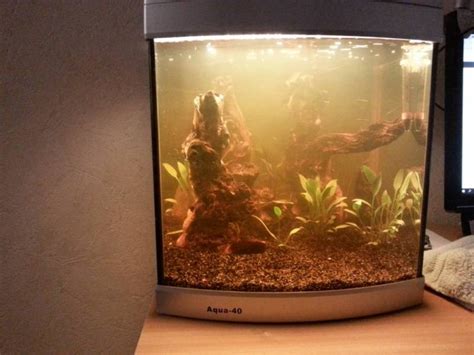 These pictures of this page are about:aquarium 30cm rio negro. Aquarium fotos - Pagina 2