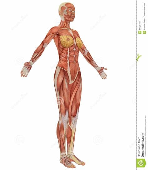 Stephen w leslie, md, facs. Female Muscular Anatomy Side View Stock Illustration ...