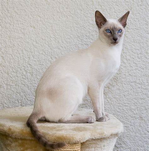 The lilac point siamese cat (or frost point siamese) is palest of pale. Siamese cat - Wikipedia