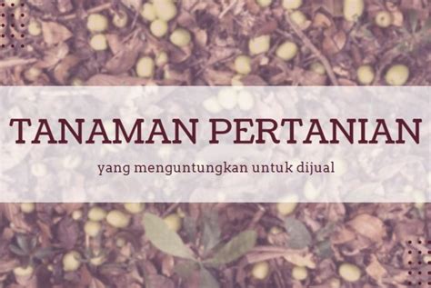 Soalnya, sayur adalah salahsatu kebutuhan harian setiap orang kayu jati adalah salahsatu jenis kayu yang sulit ditandingi kualitasnnya. 5 Tanaman Pertanian yang Paling Menguntungkan saat Dijual