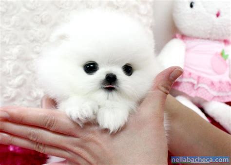 Descubre la mejor forma de comprar online. REGALO CUCCIOLI DI POMERANIA VOLPINO EXTRA TOY, Lazio ...