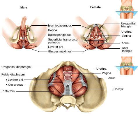 Quickly memorize the terms, phrases and much more. Male and female pelvic floor anatomy | Assoalho pélvico ...