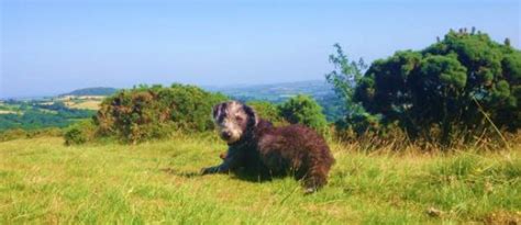 As an amazon associate i earn from qualifying purchases. Dog Friendly Dartmoor in Devon - Doggy Heaven!