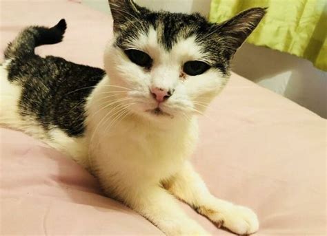 Woman Shares Pics Of Her And Her Cat In 1998 And 2018, And ...