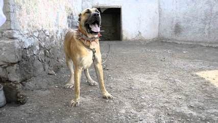 The search tool above returns a list of breeders located nearest to the zip or postal. Kangal Dog Puppies For Sale / Kangal Dog Dog Breeders