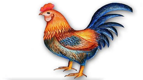 We would like to show you a description here but the site won't allow us. How to Draw a Cock.Step by step (easy draw)