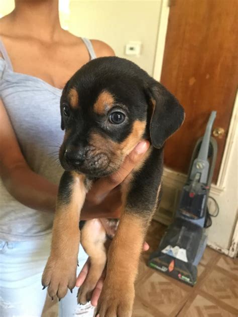 Maybe you would like to learn more about one of these? Puppies for sale in Arlington, TX - 5miles: Buy and Sell