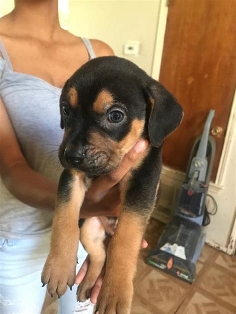 Puppies for sale from dog breeders near houston, texas. Puppies for sale in Arlington, TX - 5miles: Buy and Sell