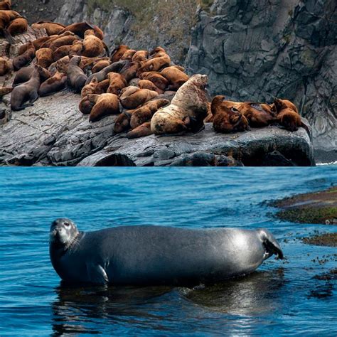 Conozca todo sobre la apendicectomía. Los avistamientos de ballenas más impresionantes del mundo ...