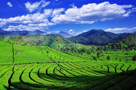 Wilayah di sekitar gunung ciremai saat ini dikelola oleh taman nasional gunung ciremai. Agroteknologi dan Agribisnis | an Auxinman